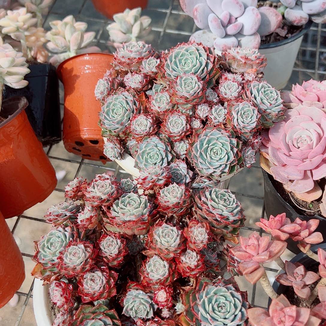 海滨格瑞带盆土精品特价