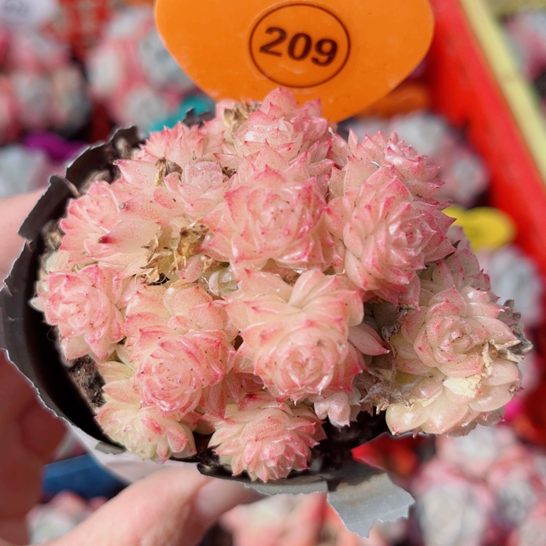 209号小老桩麦秆群不包整