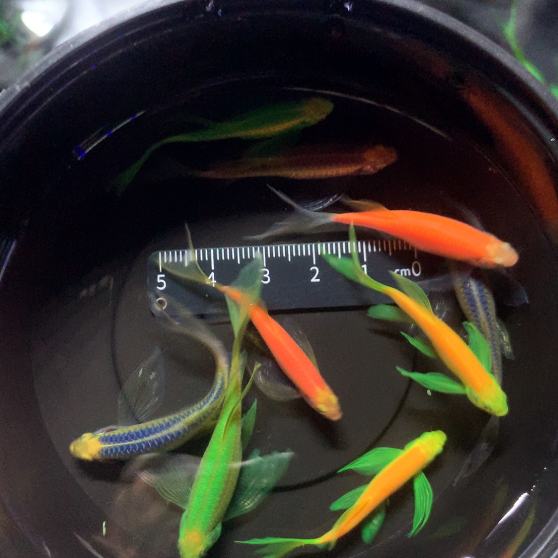 斑马鱼中大号蝶翼斑马混搭10只（3.5-4.5厘米）