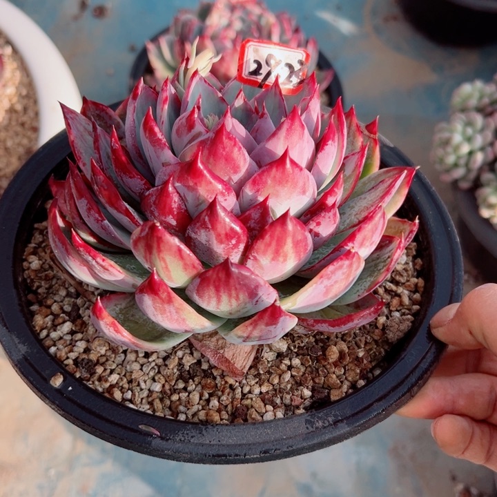 精品多肉植物老桩