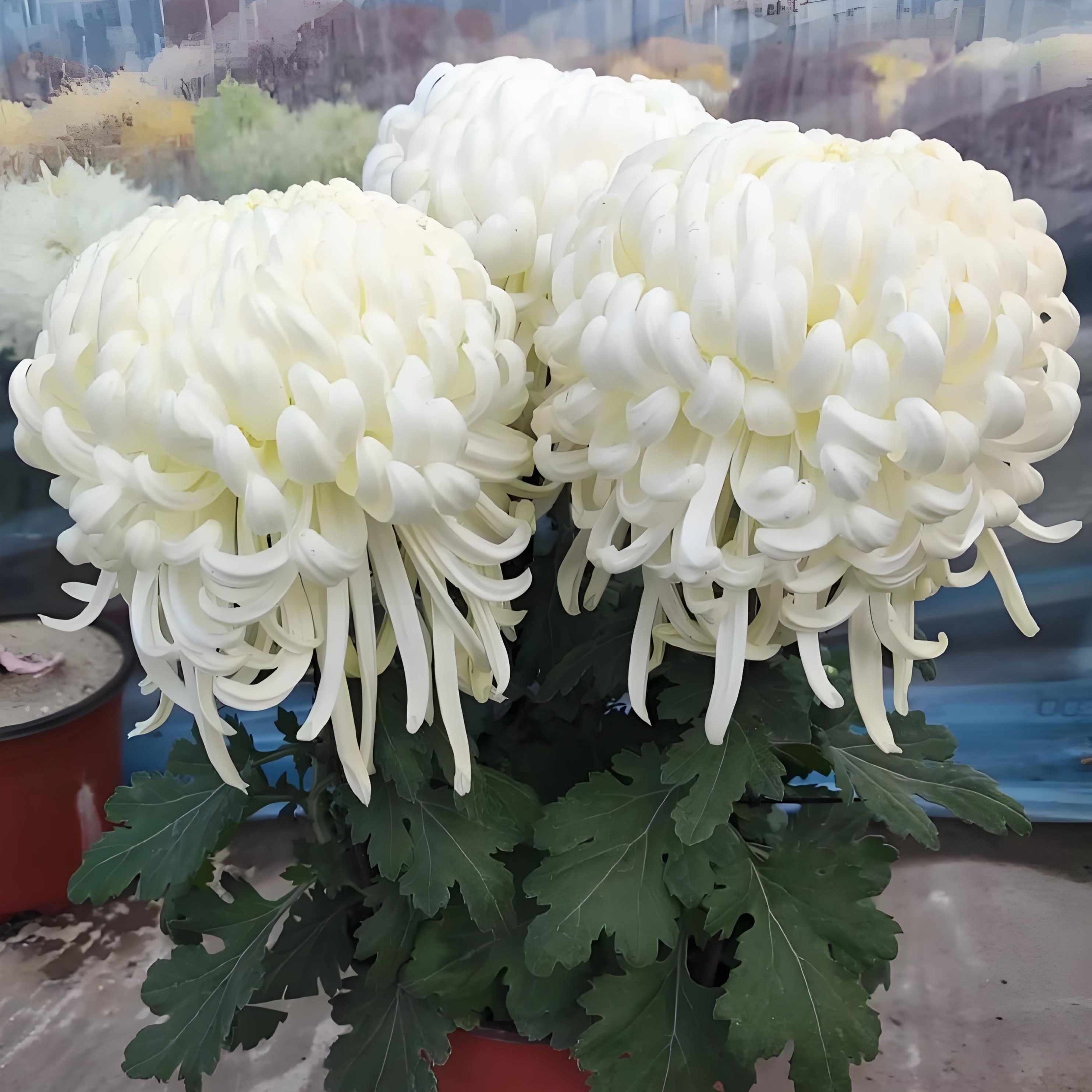 九月菊【白国华】大花富贵菊 盆栽庭院好养活