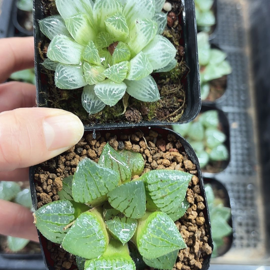 白斑玉露+青指姬