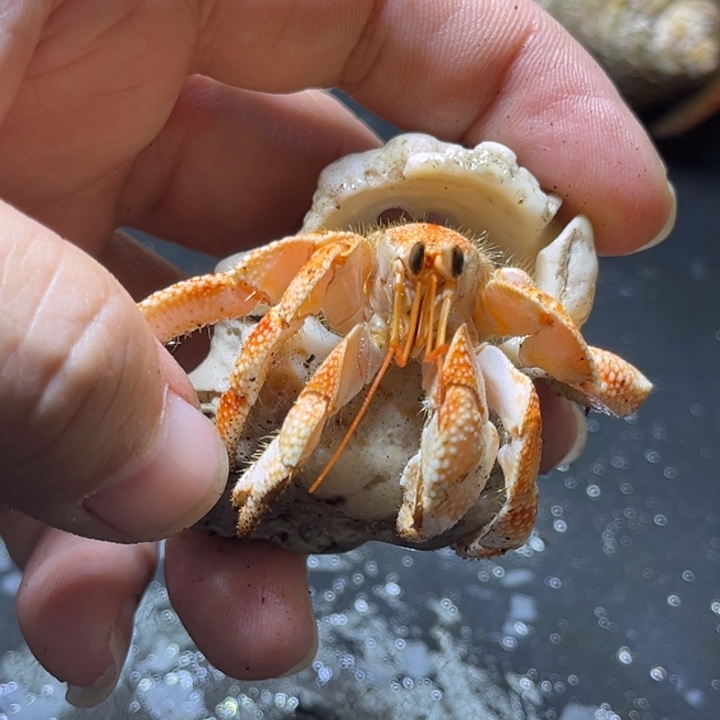 闪2号毛球2.1口径