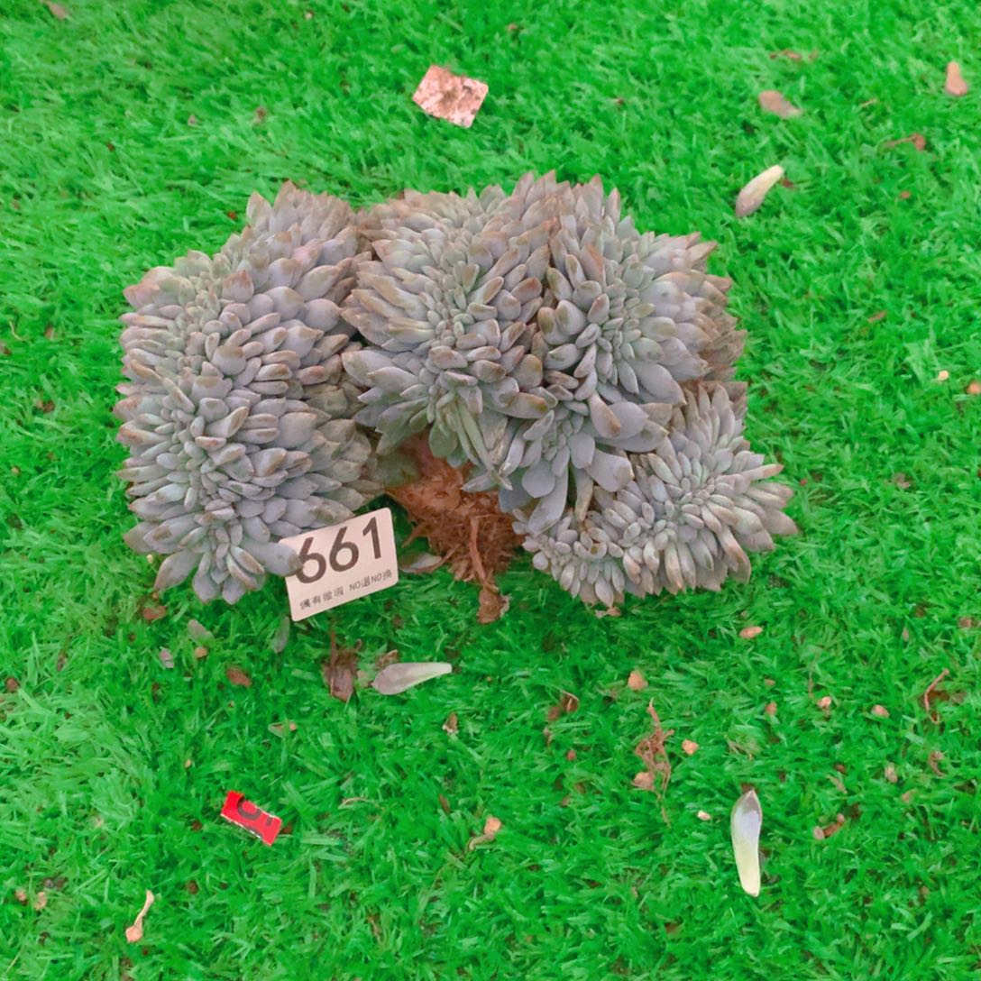 661橙子11111111444