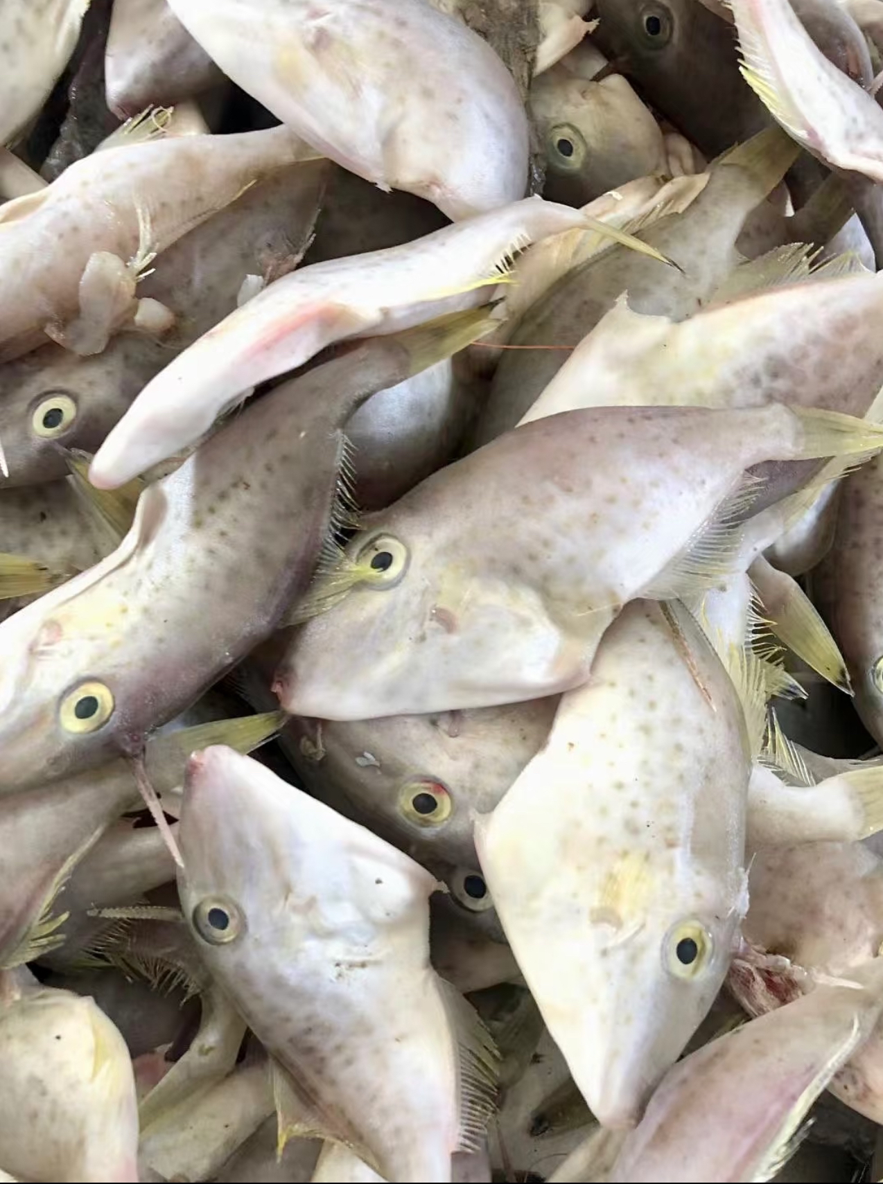 汕尾本港纯野生小扒皮鱼 耗儿鱼 老鼠鱼 当天捕捞现货现发