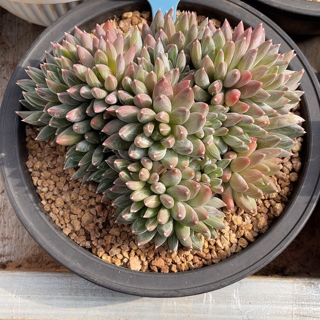 全***️炫彩星多肉精控群生2673号