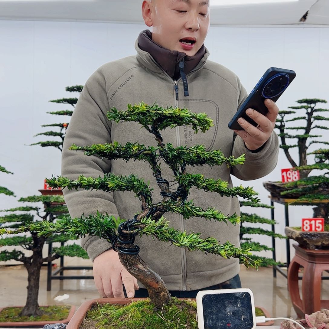 盆景制作过程非常