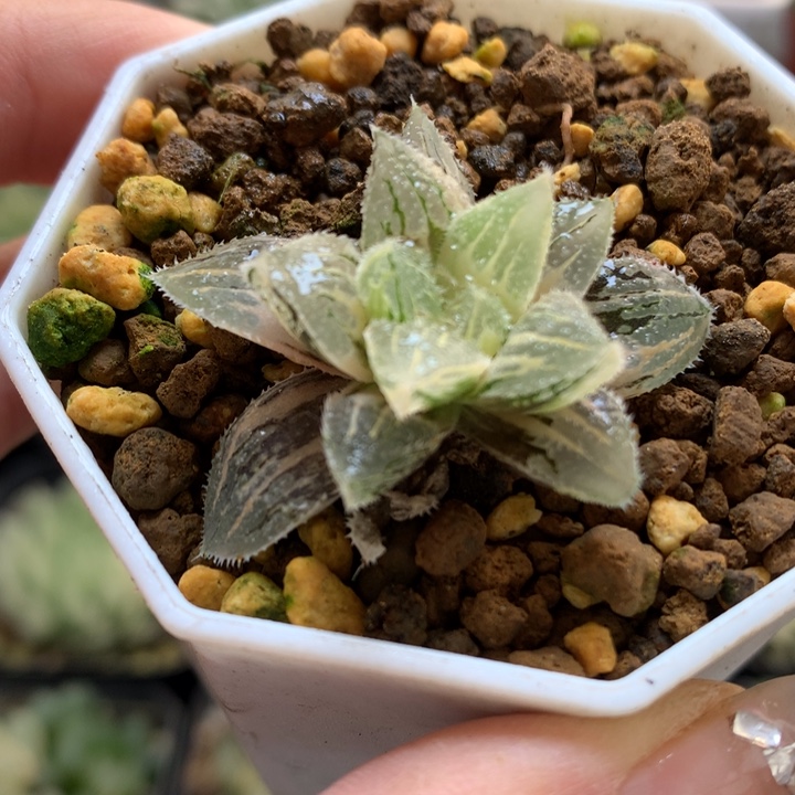 冰沙糖寿锦带盆土