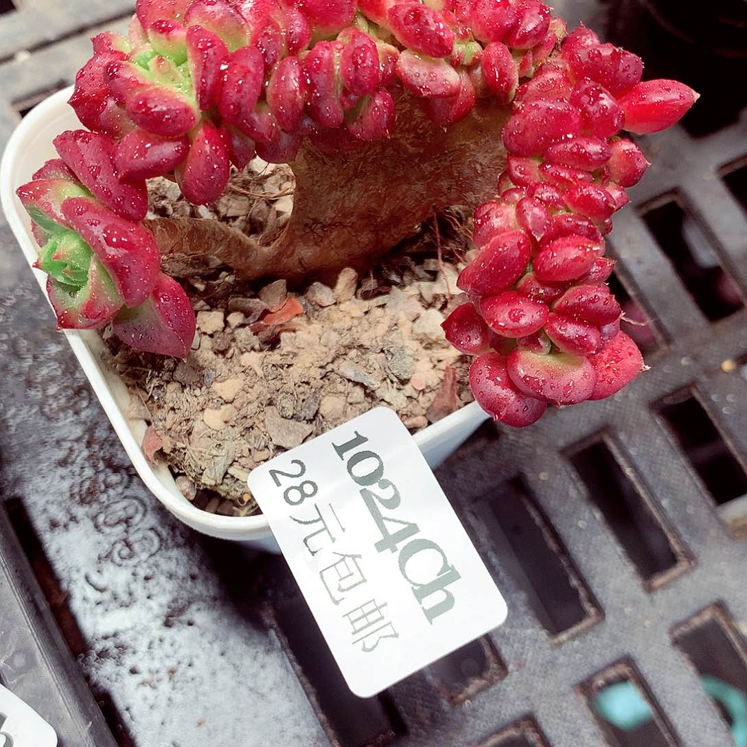 5厘米盆精控多肉1024