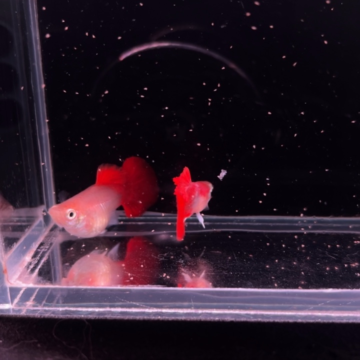 孔雀鱼黄暴球种鱼1对
