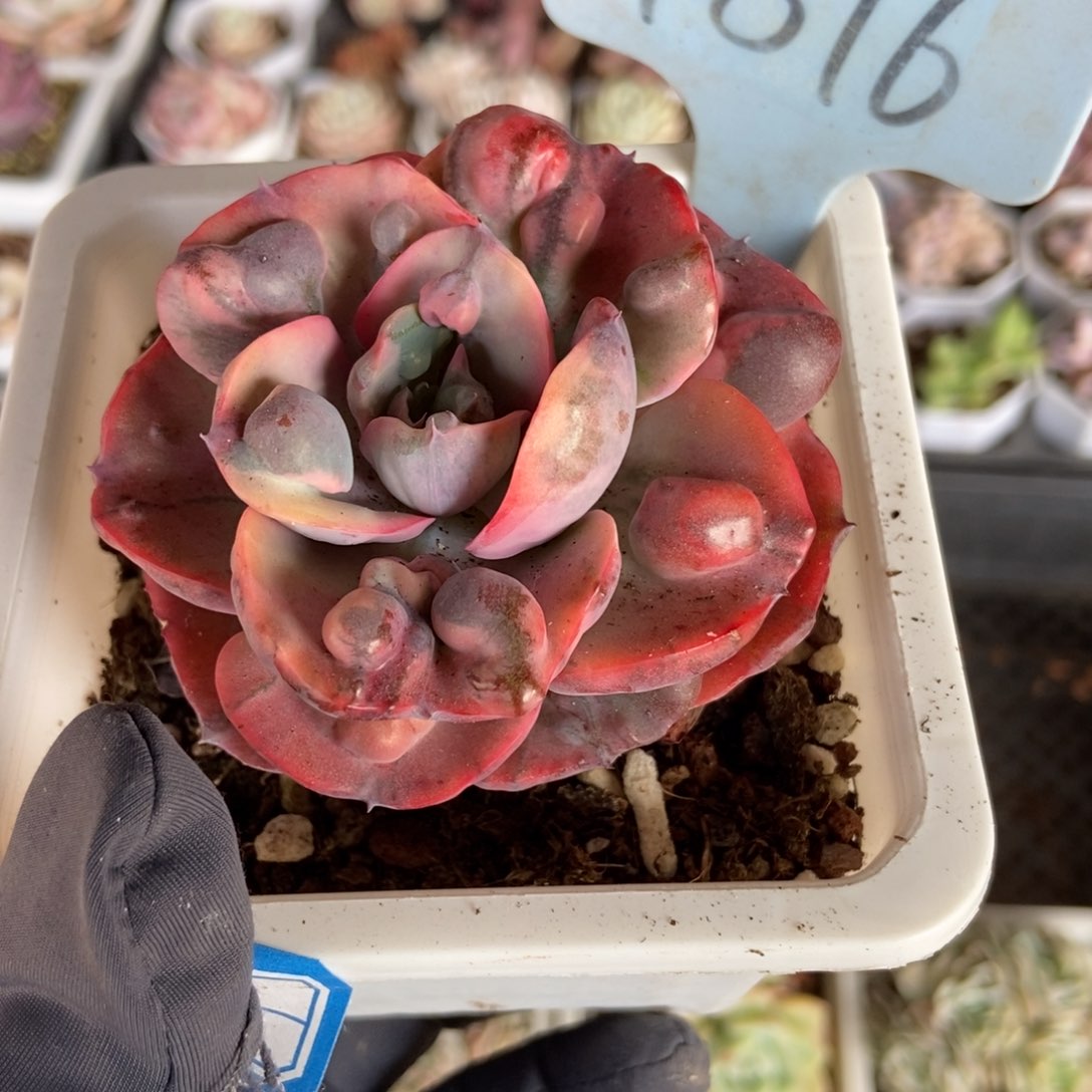 1816雨滴锦多肉植物保护