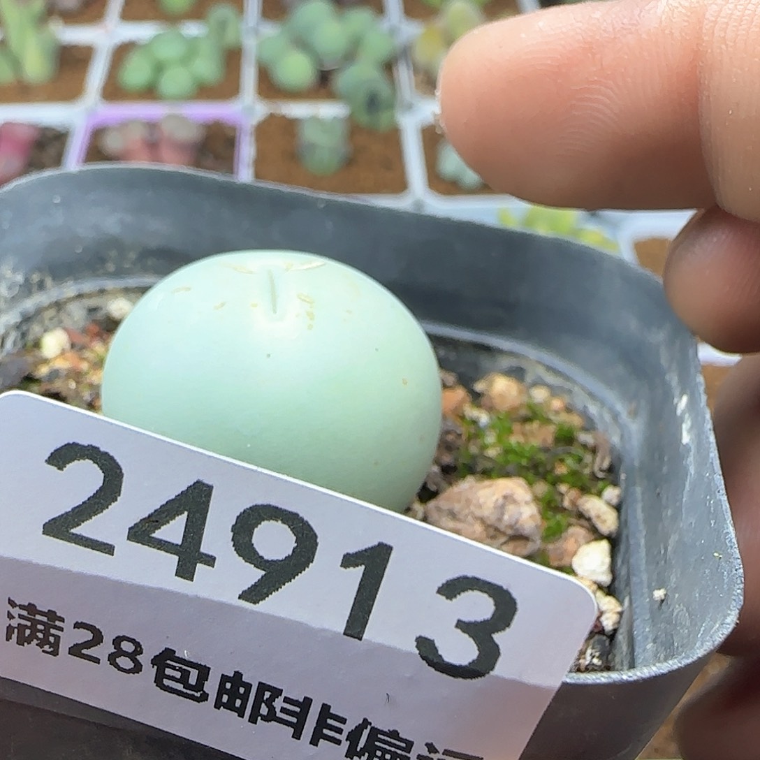 不*说脱土发货28包邮24913