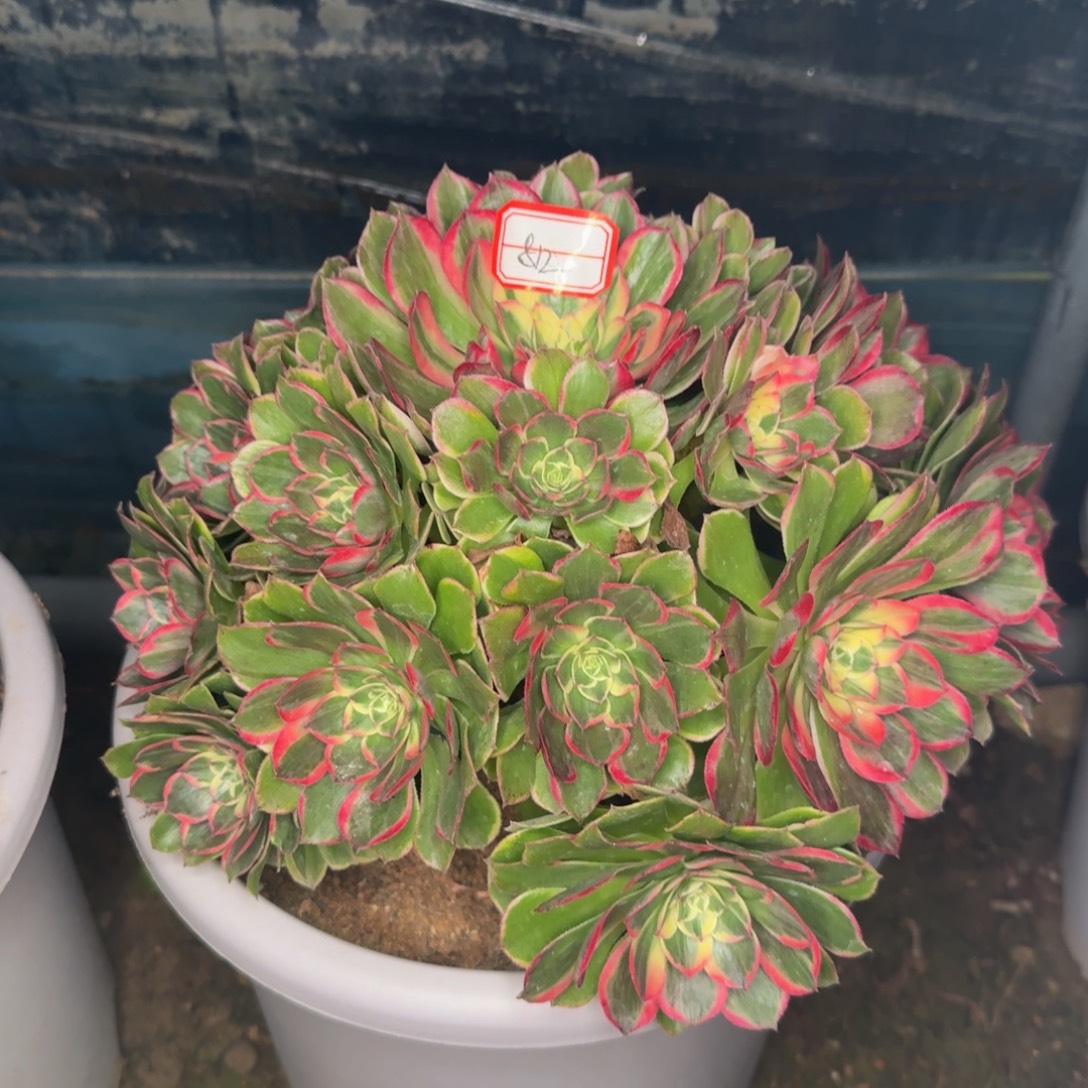 812高贵。多肉植物