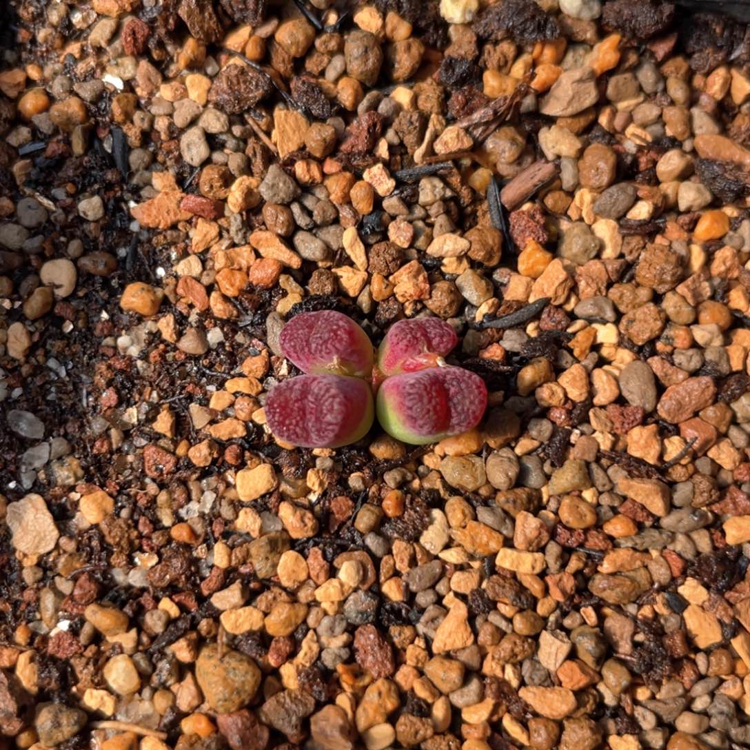 多肉4头优选马克李子一棵  可分头