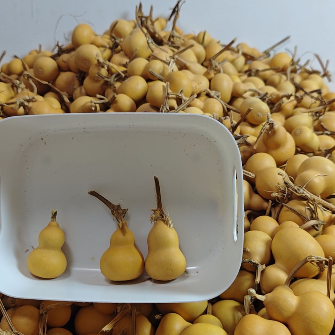 小***生葫芦一把葫芦    