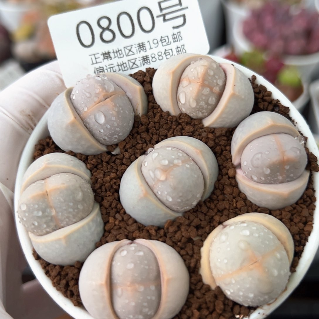 好养易活生石花大母本0800