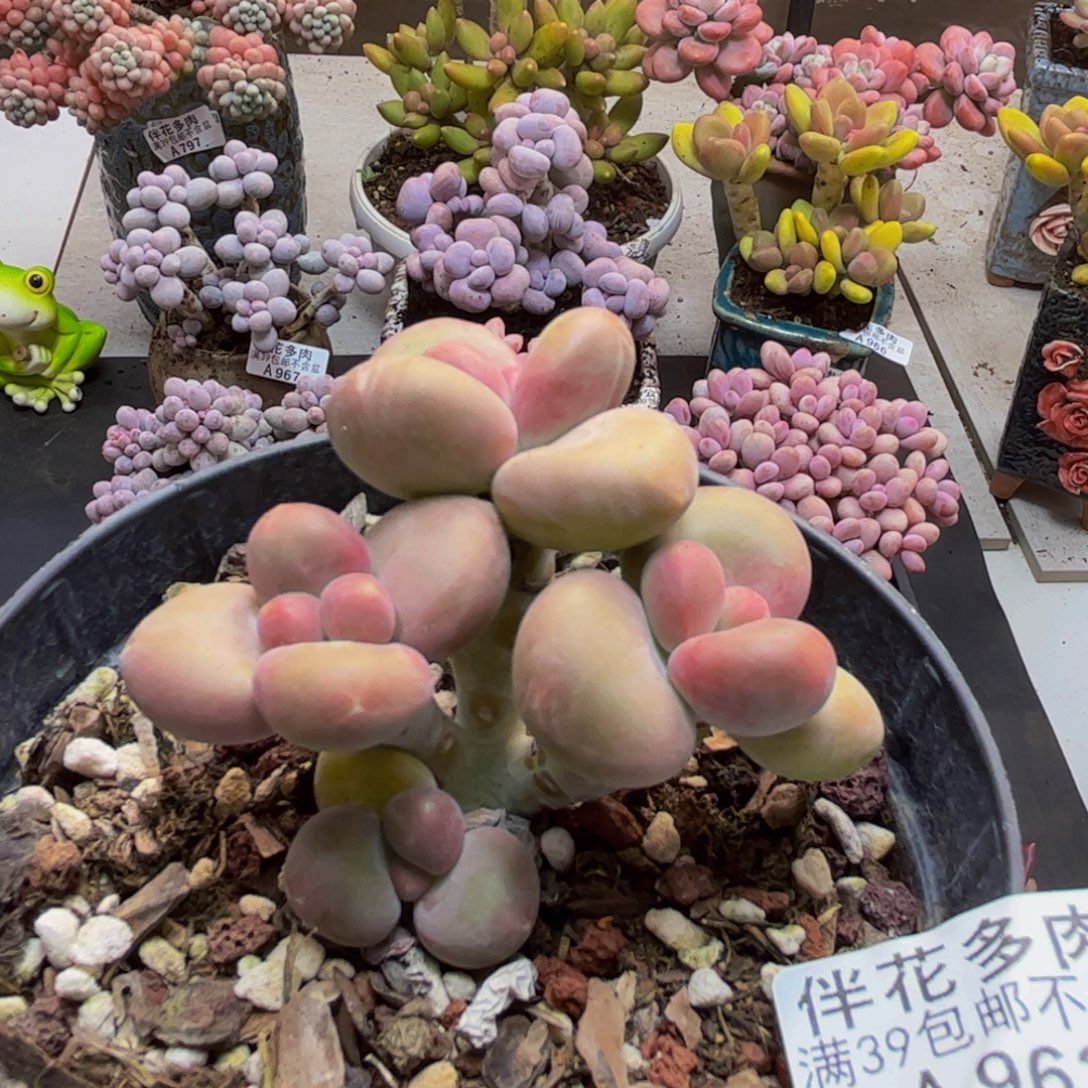 萍***逢962芒果kk奶6cm多肉