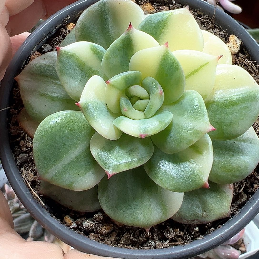 三文鱼锦 小方花圃一物一拍