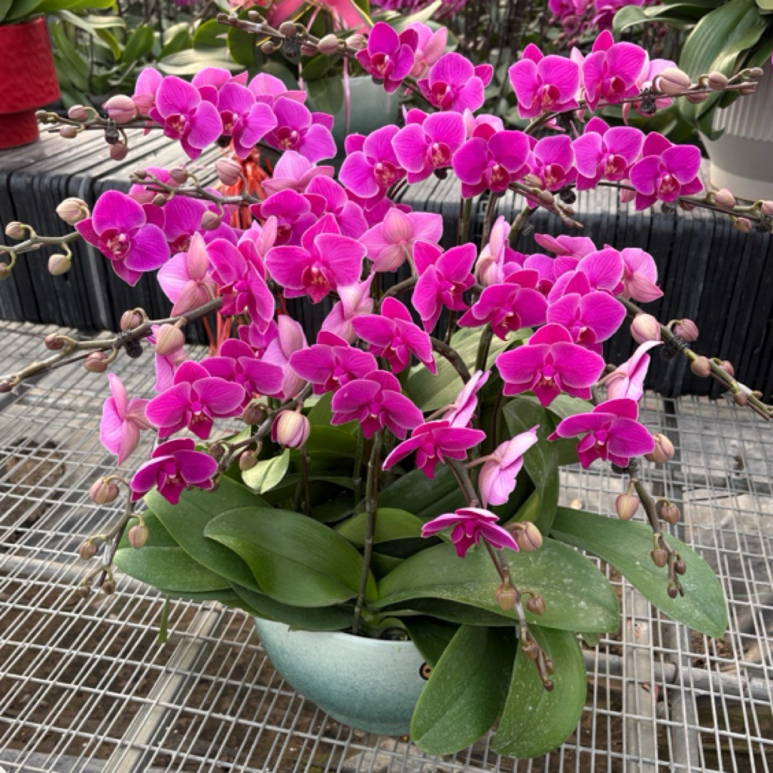 福星组盆生鲜植物蝴蝶兰盆栽大苗带花剑带花苞花卉秋冬耐寒室内植物四季好养活默认微瑕