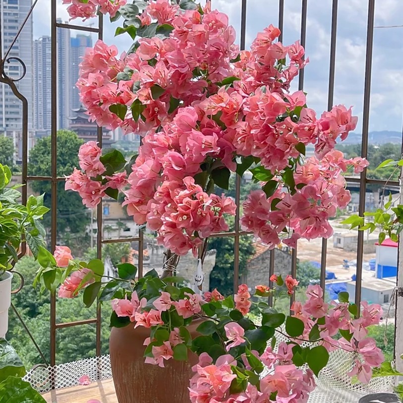 不甜西瓜四季勤花爬藤三角梅