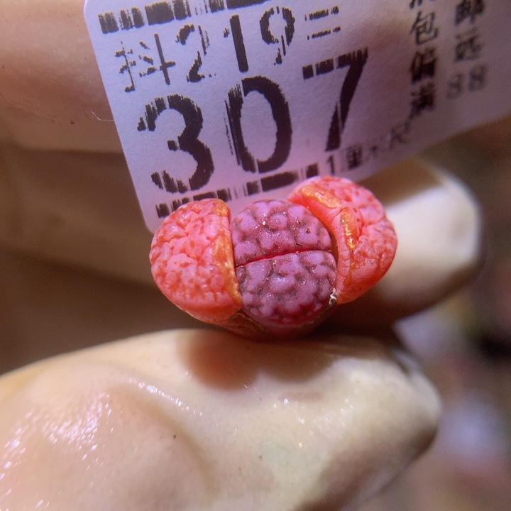  精品生石花219.307阿克