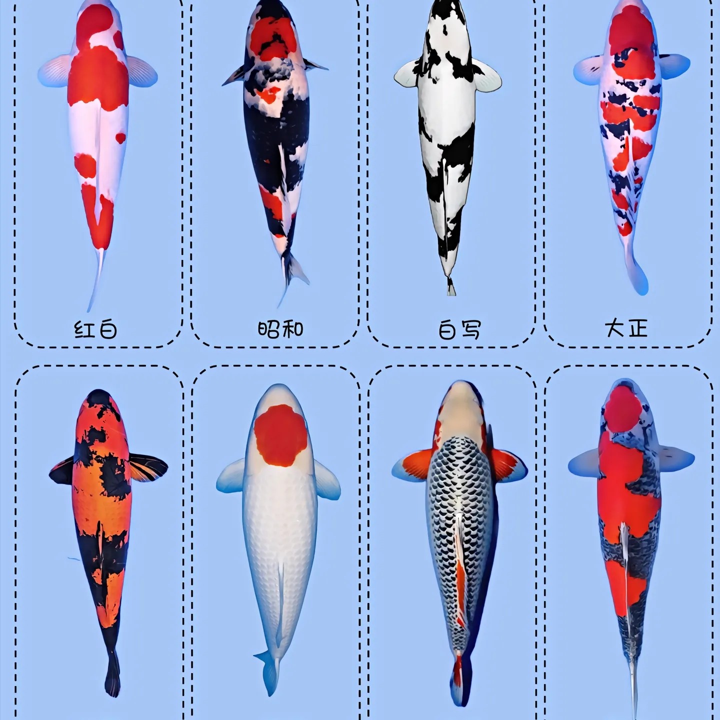 锦鲤观赏鱼7-9cm 15条好养温顺可混养花色随机