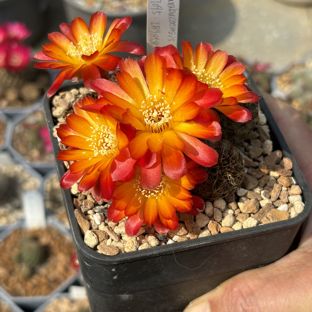 仙人球沟宝山侧芽扦插繁殖带盆发货一物一拍