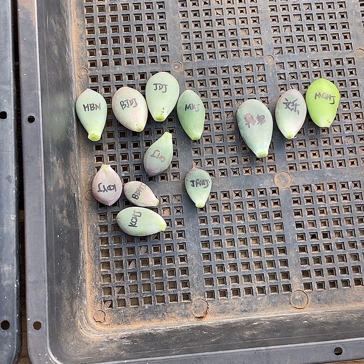 兜****一组美肉多肉植物