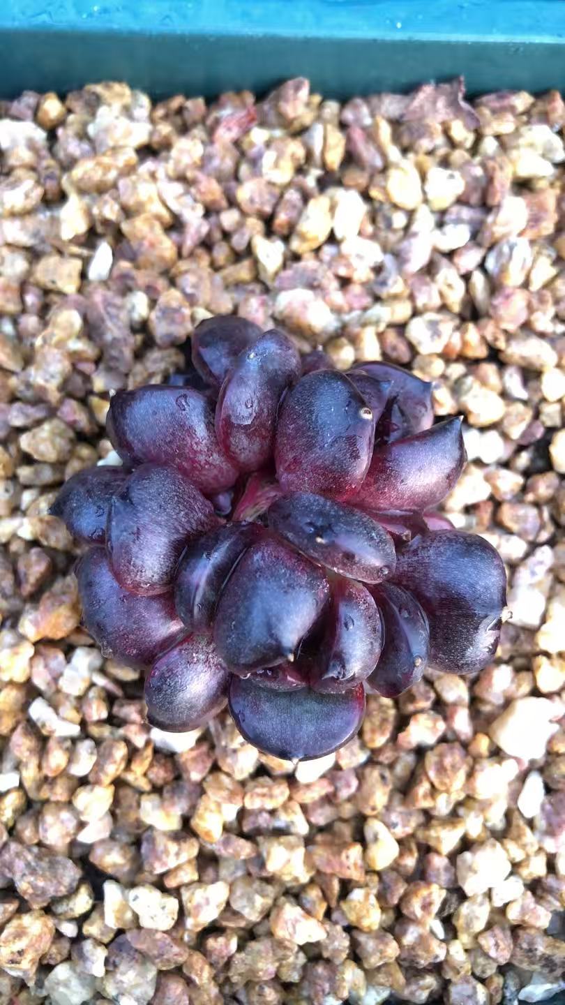 黑天使  精品多肉盆栽