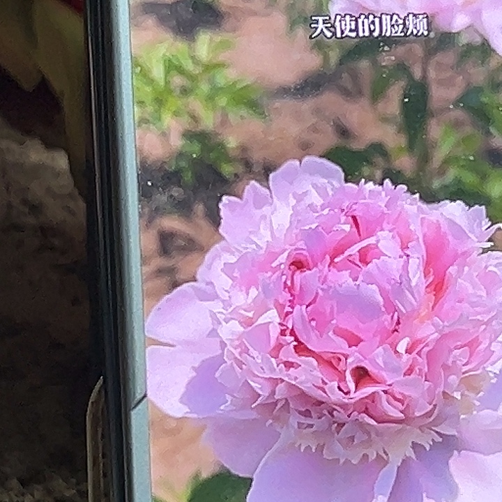 会***鱼完全开放天使脸伽