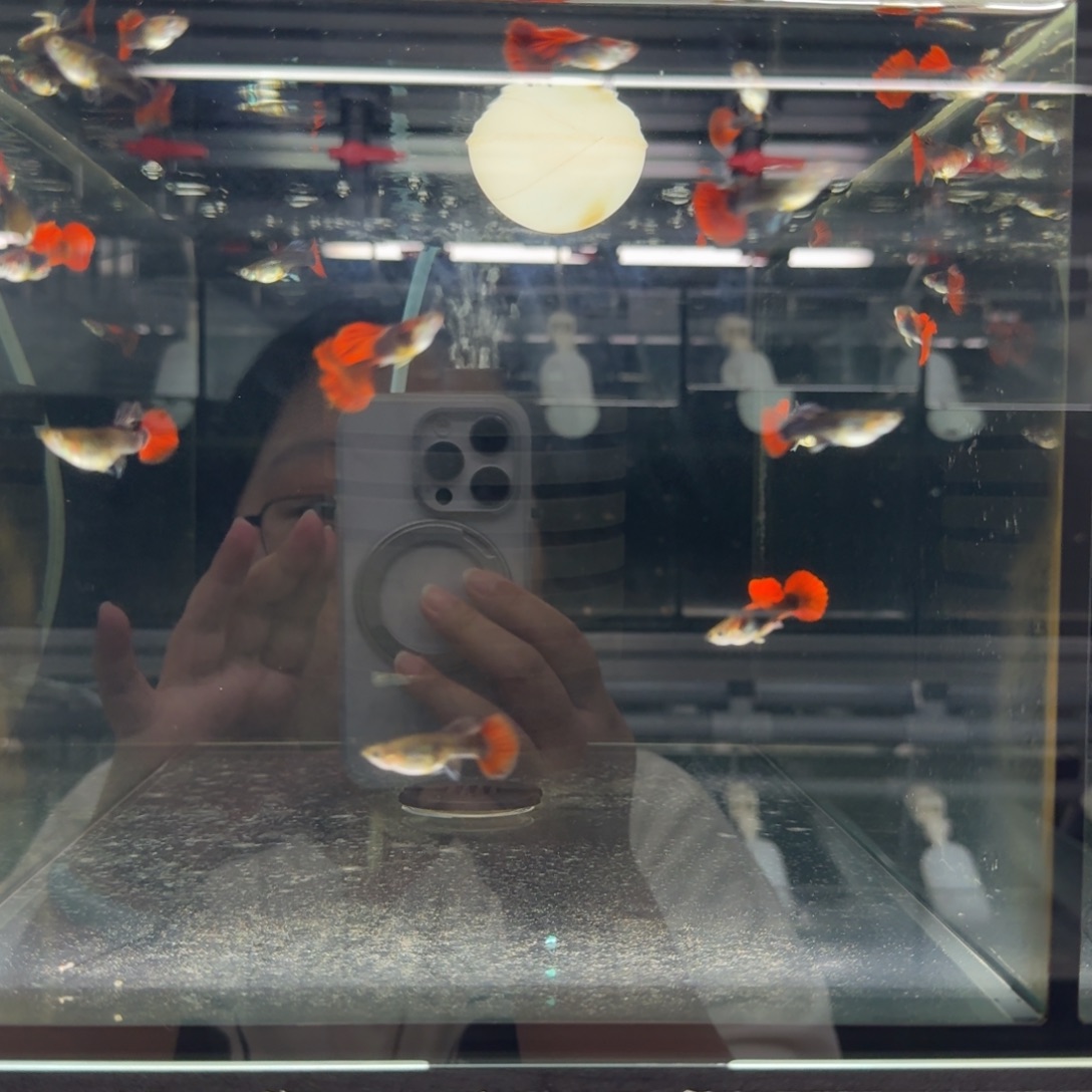 孔雀鱼褶扇压成18条整缸多的算备损