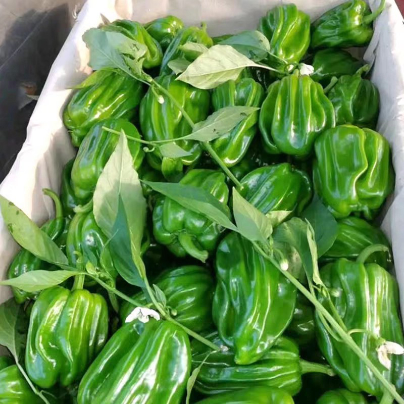 圆辣椒麻辣椒400g现摘新鲜辣椒