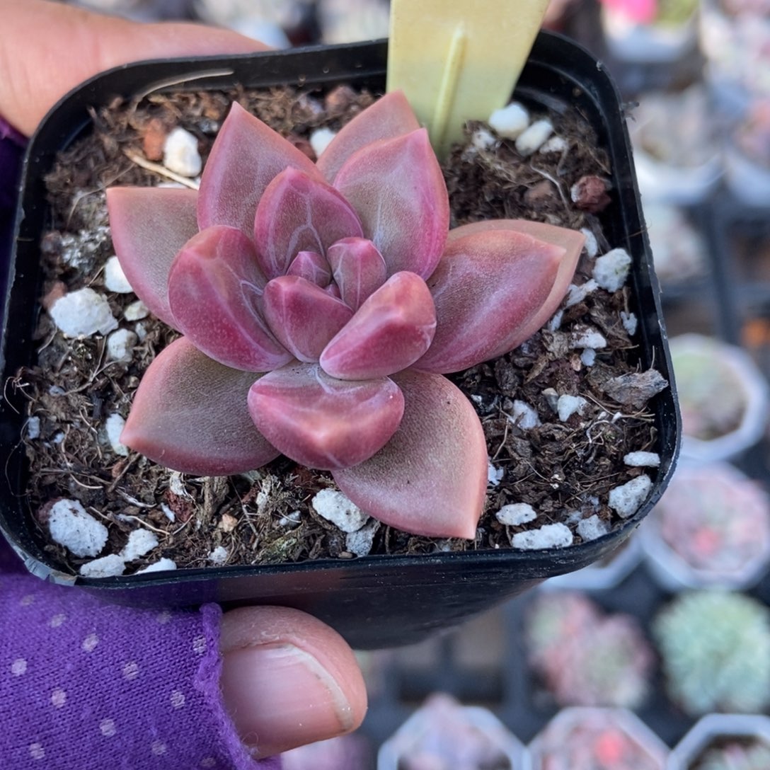 2055迷雾泡泡多肉植物