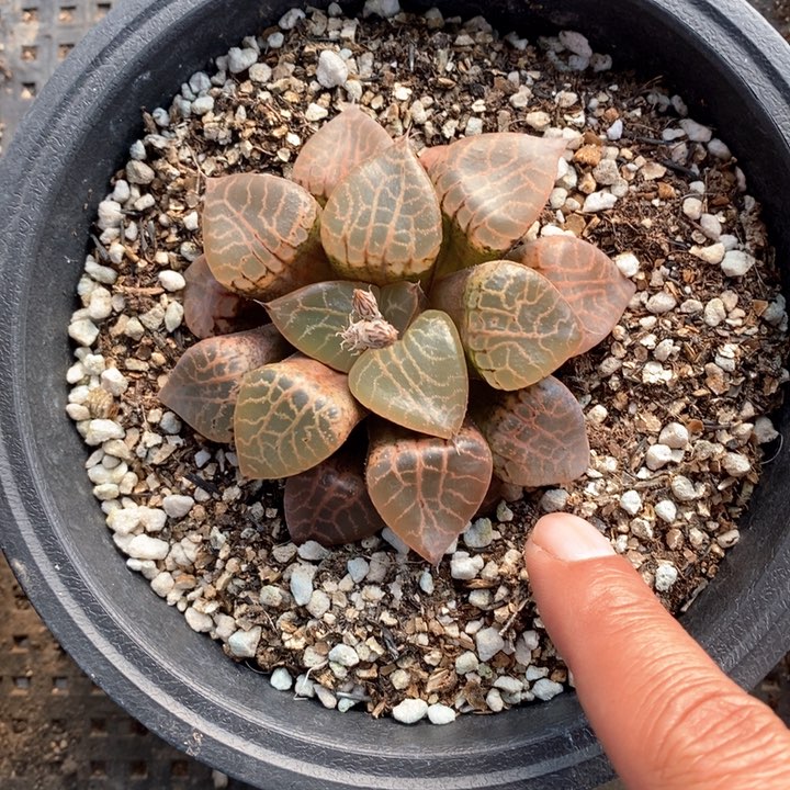 康平101一颗。  随机发货。 福利。 