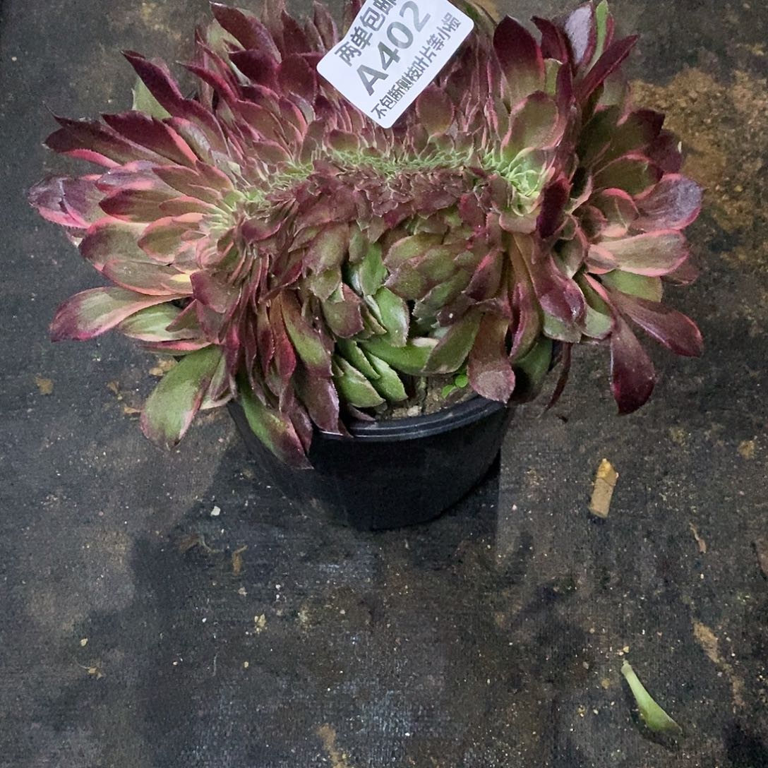 402黑魔锦缀化多肉法师锦