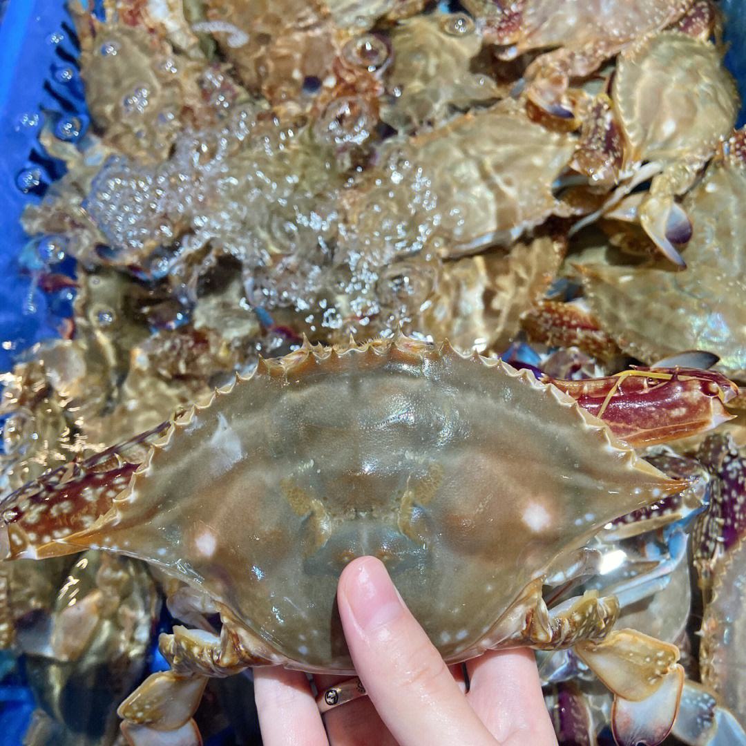 【带籽梭子蟹】梭子蟹母 2只 5两每只 约1斤 带籽【保鲜不保活】