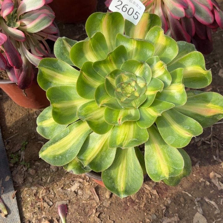 暴君多肉法师2605