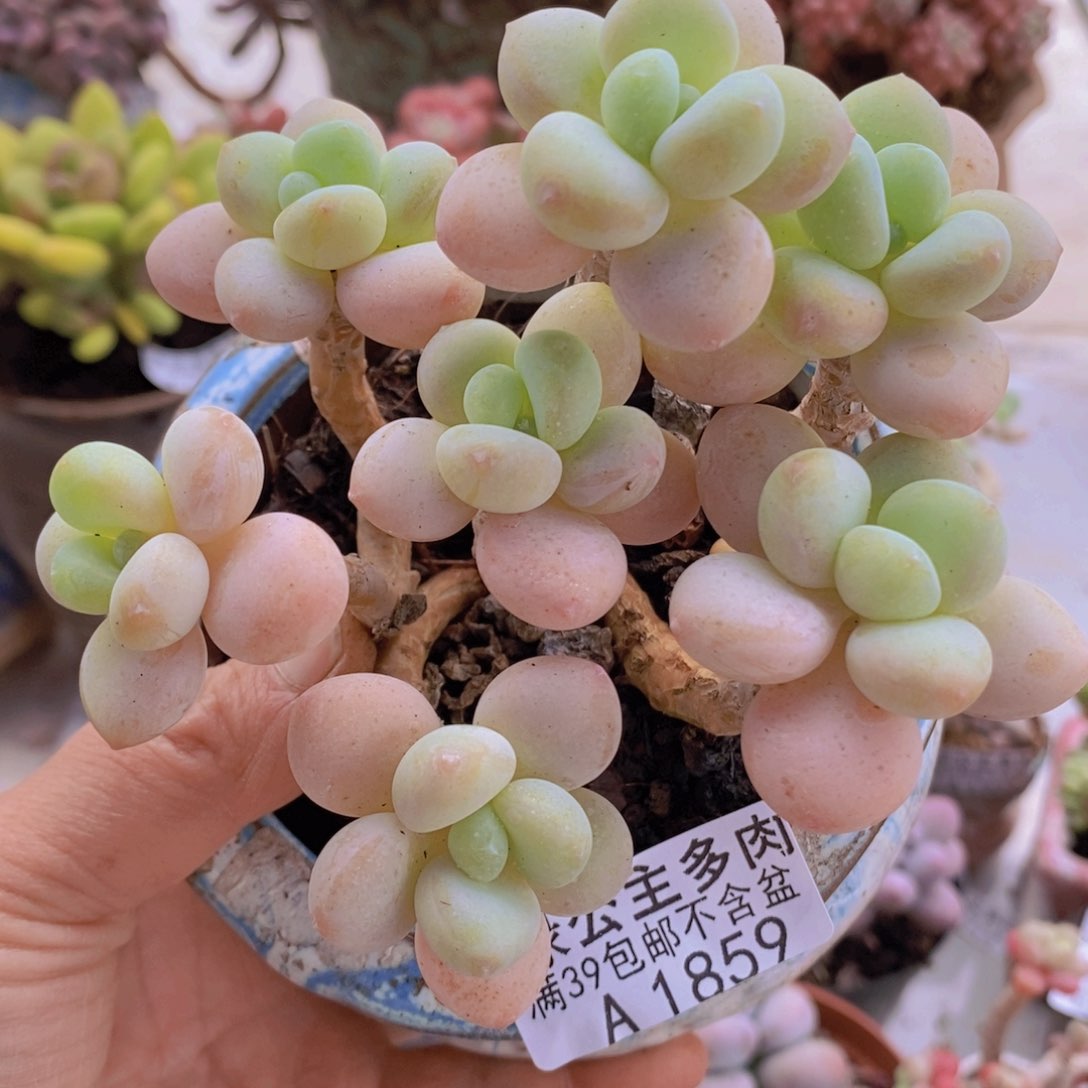 冰川洛神老桩10cm1859多肉植物
