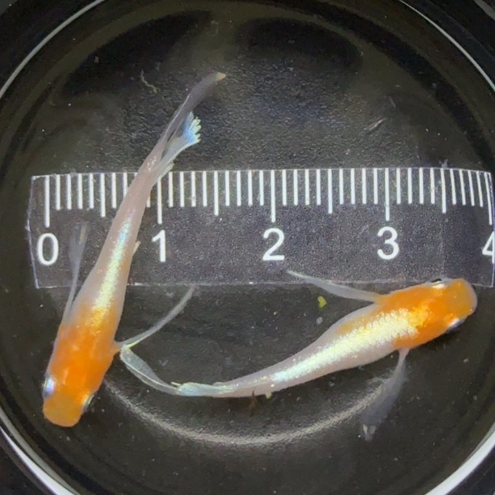 青鳉鱼红白赤壁真长鳍5号