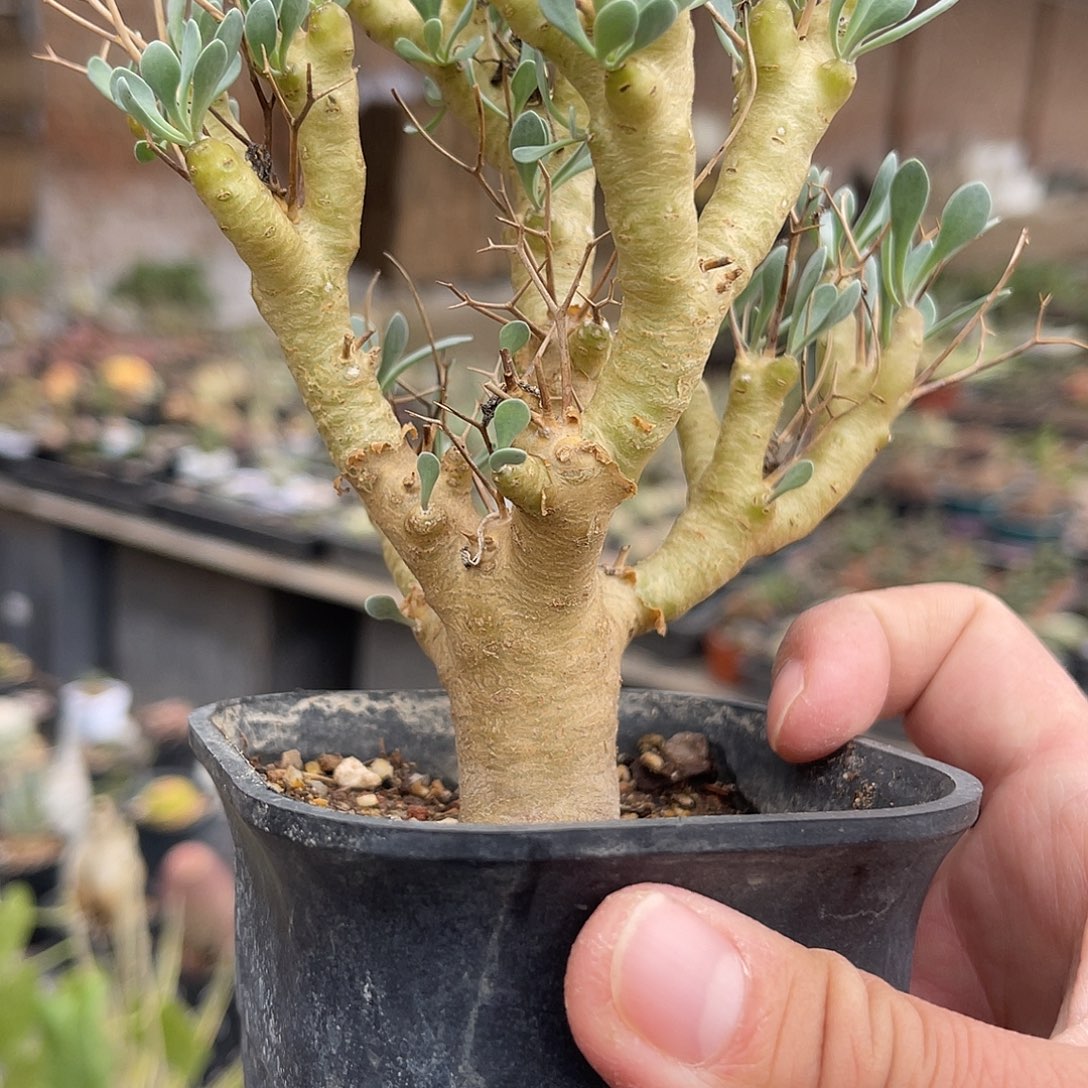 实生黑鬼殿厚敦菊大老桩