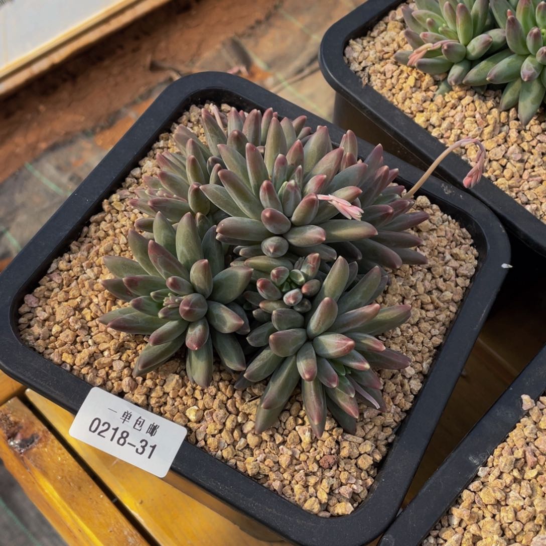 雨**花0218-31-伊卡路斯。。。。。