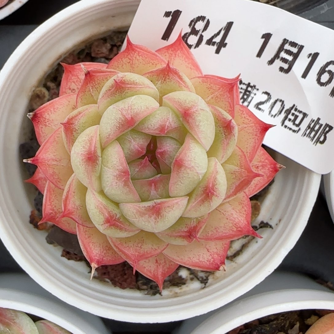 花语逸镜0116-184养乐多