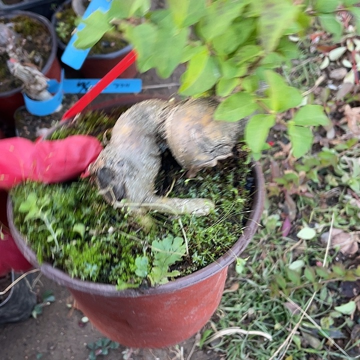 天***情无花朵30菊花菊花计划经济家