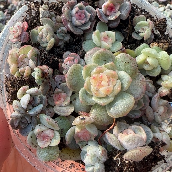 18王者系列多肉一盒