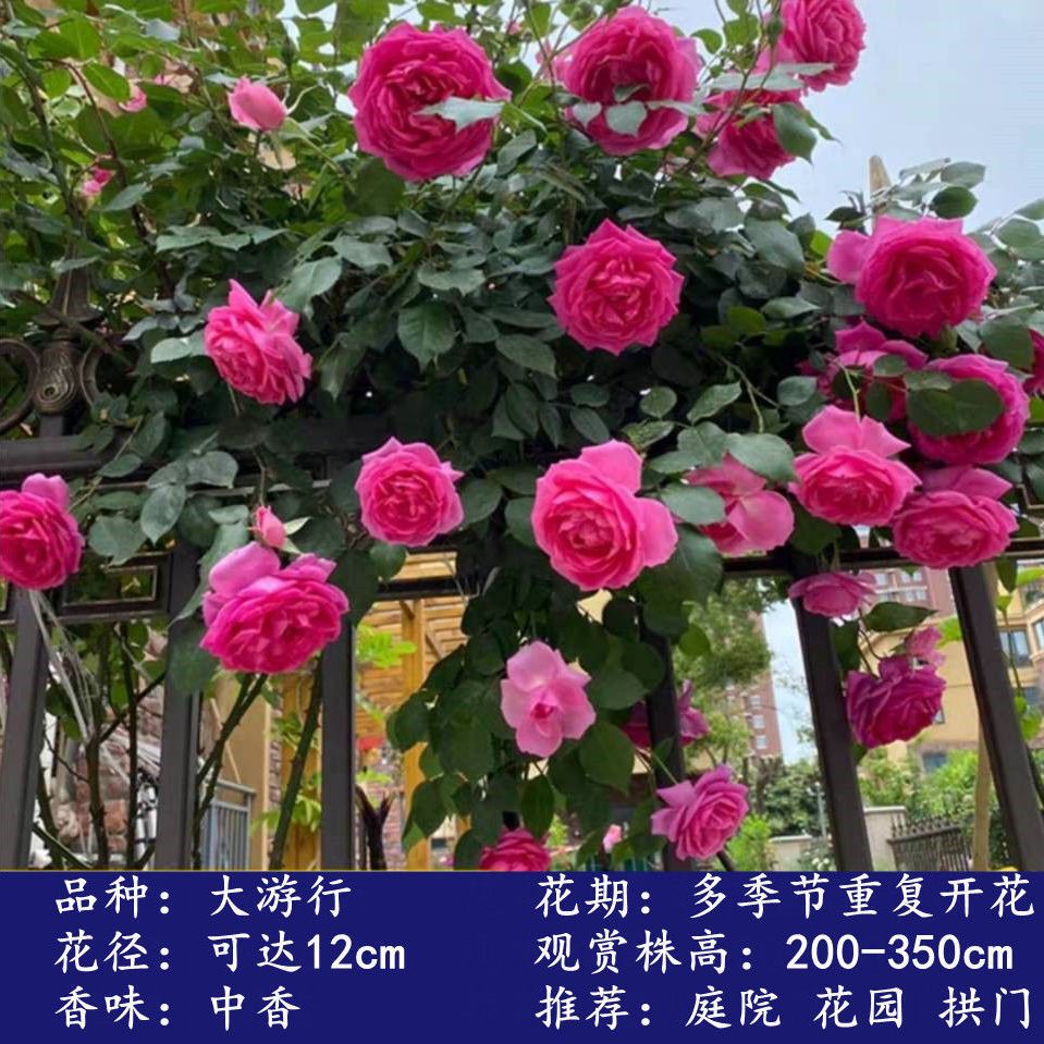 大u行爬藤月季大苗多花浓香蔷薇花苗阳台庭院植物多季开花