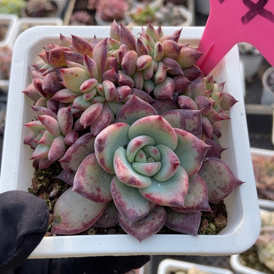 94拉糖缀多肉植物