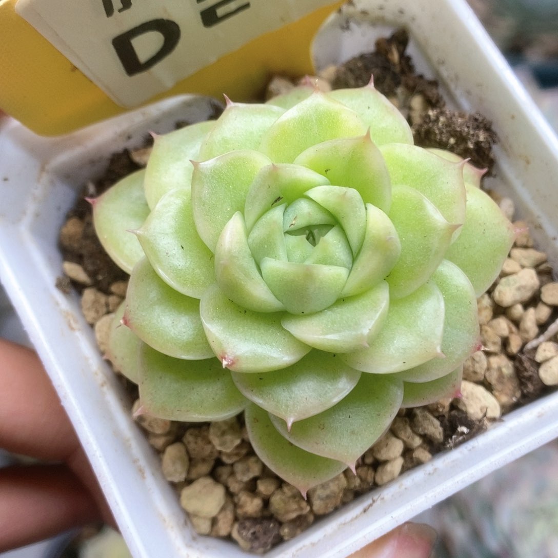 D247麦杆锦锦锦锦锦锦