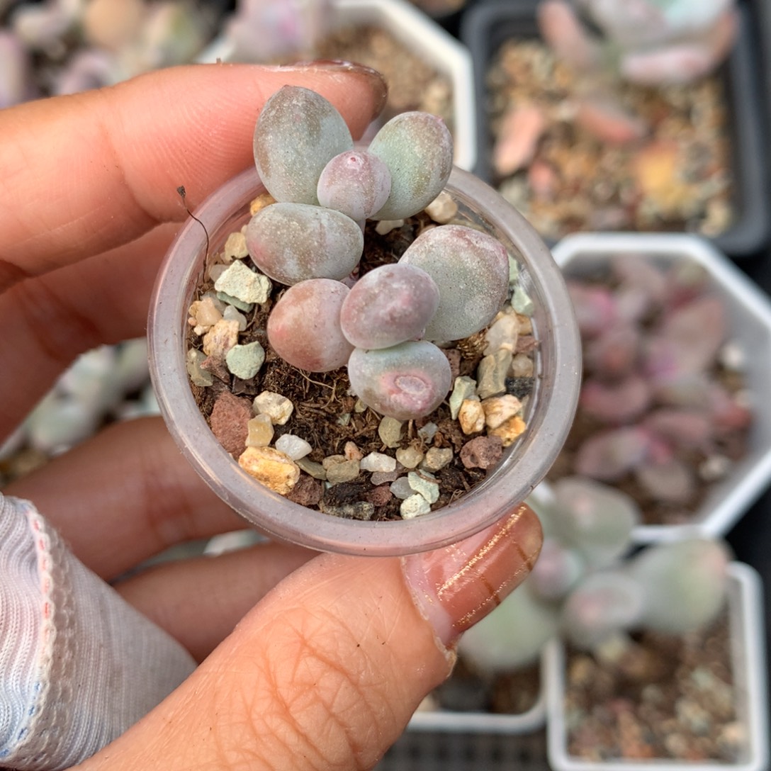 彩虹 不满28发到付，发一片叶，~