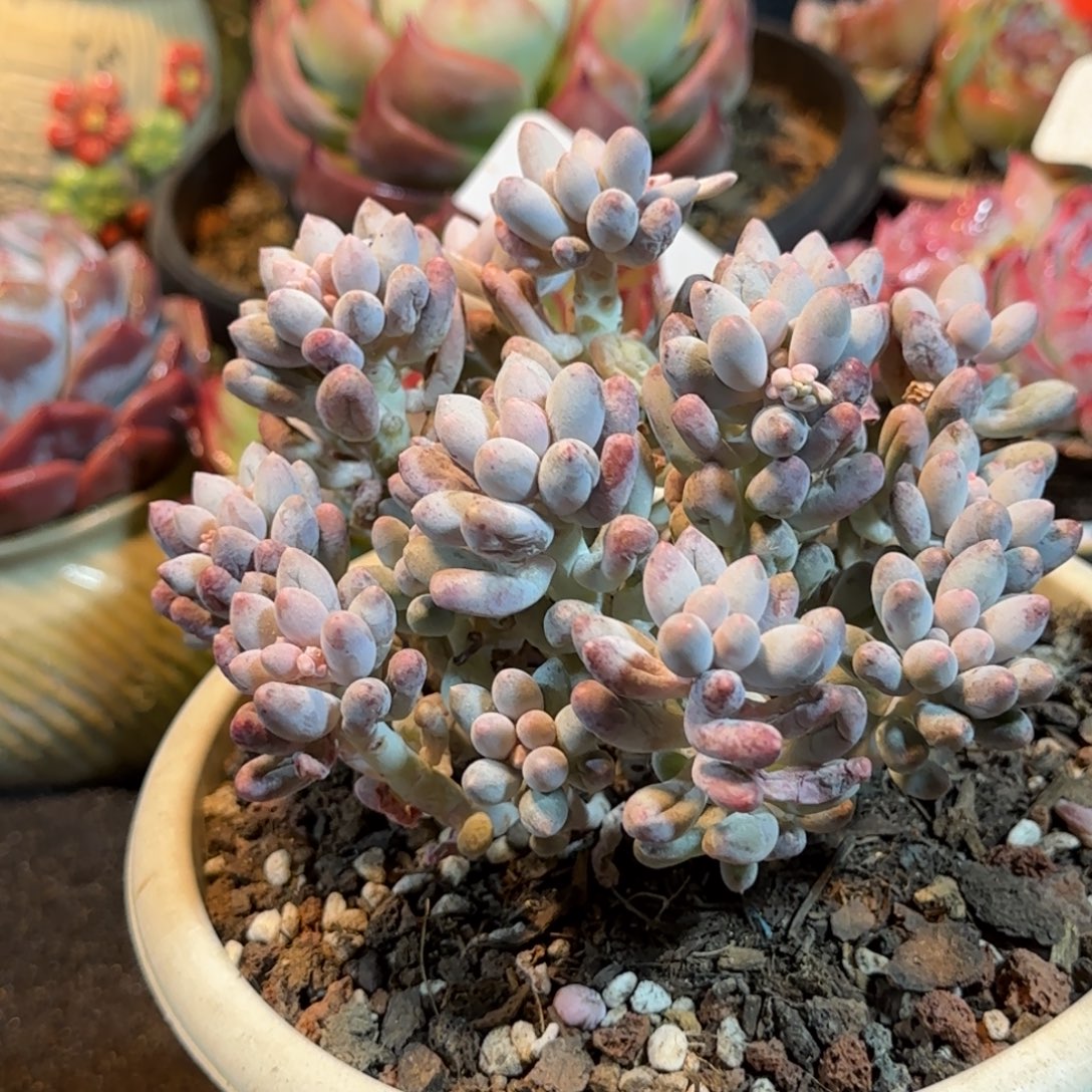 手指一物一拍包装收缩花旱