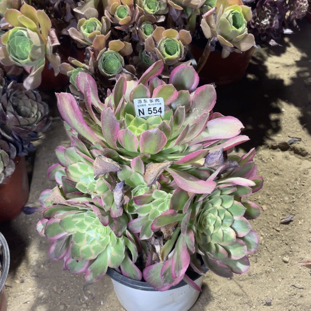 554粉海王多肉法师断枝不包